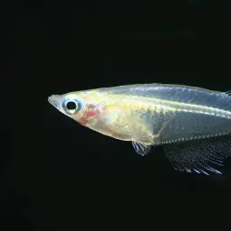 Indian Ricefish, photo 3