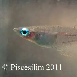 Indian Ricefish, photo 4