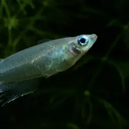 Indian Ricefish, photo 5