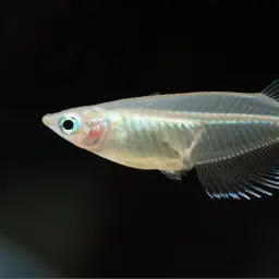 Indian Ricefish, photo 6