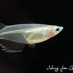 Indian Ricefish, photo 7