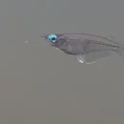 Indian Ricefish, photo 8
