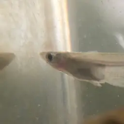 Indian Ricefish, photo 9