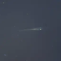 Indian Ricefish, photo 11