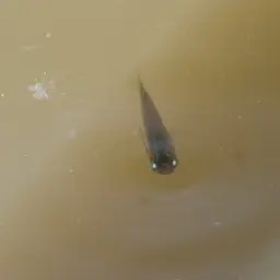 Indian Ricefish, photo 12