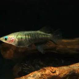 Sulawesi Ricefish, photo 2