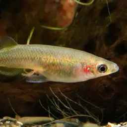 Sulawesi Ricefish, photo 4
