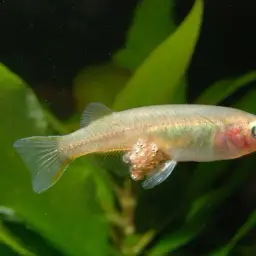 Sulawesi Ricefish, photo 5