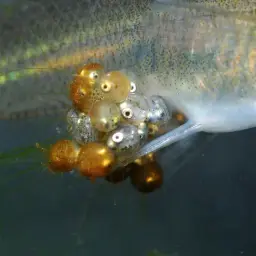 Sulawesi Ricefish, photo 6