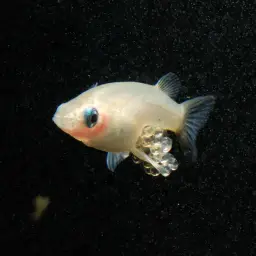 Sulawesi Ricefish, photo 8