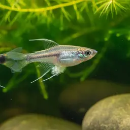 Sulawesi Ricefish, photo 1