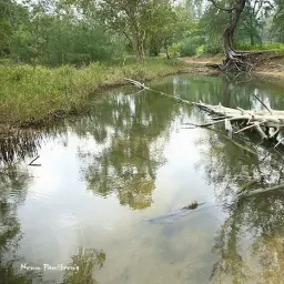 Javan Ricefish, photo 2