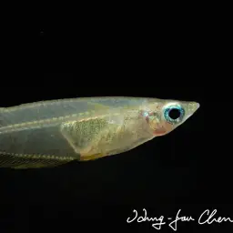 Javan Ricefish, photo 3