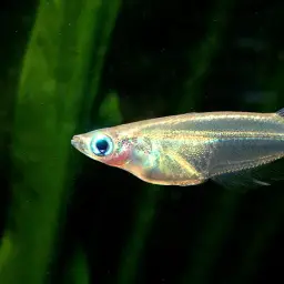 Javan Ricefish, photo 4