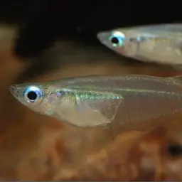Javan Ricefish, photo 5