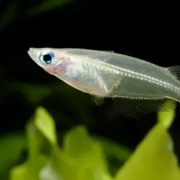 Javan Ricefish, photo 6