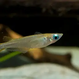 Javan Ricefish, photo 7