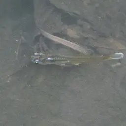 Javan Ricefish, photo 11