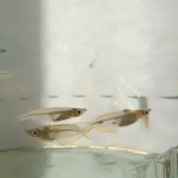 Javan Ricefish, photo 12
