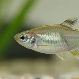 Javan Ricefish, photo 1