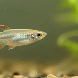 Mekong Ricefish, photo 1