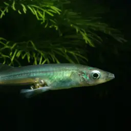 Sarasin's Minnow, photo 1