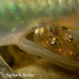 Sarasin's Minnow, photo 2