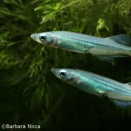 Sarasin's Minnow, photo 3
