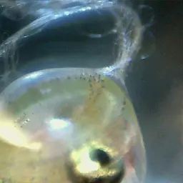 Sarasin's Minnow, photo 5