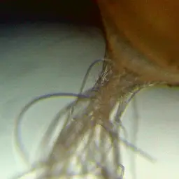 Sarasin's Minnow, photo 6
