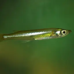 Sarasin's Minnow, photo 7