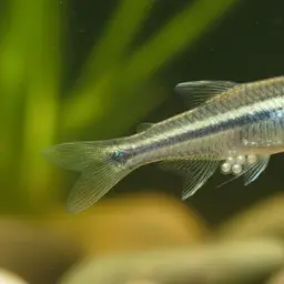 Sarasin's Minnow, photo 8