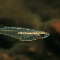 Thai Ricefish, photo 1