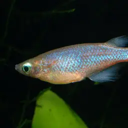 Sulawesi Ricefish, photo 1