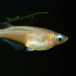 Sulawesi Ricefish, photo 2