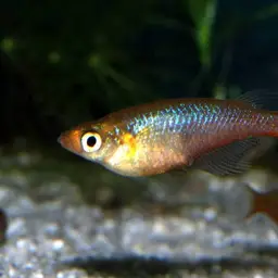 Sulawesi Ricefish, photo 3