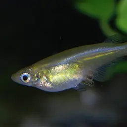 Sulawesi Ricefish, photo 4