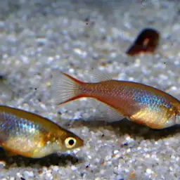 Sulawesi Ricefish, photo 5
