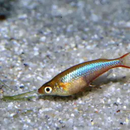 Sulawesi Ricefish, photo 6