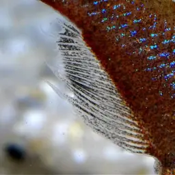 Sulawesi Ricefish, photo 7