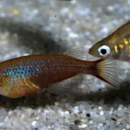 Sulawesi Ricefish, photo 8