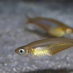 Sulawesi Ricefish, photo 9