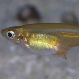 Sulawesi Ricefish, photo 10