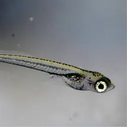 Sulawesi Ricefish, photo 11