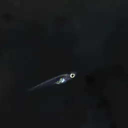 Sulawesi Ricefish, photo 12