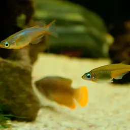 Daisy's Ricefish