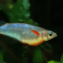 Daisy's Ricefish, photo 2