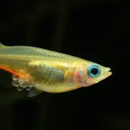 Daisy's Ricefish, photo 3