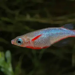 Daisy's Ricefish, photo 4