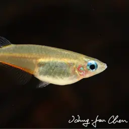 Daisy's Ricefish, photo 5